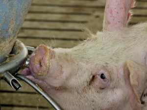Увлажненное кормление свиней