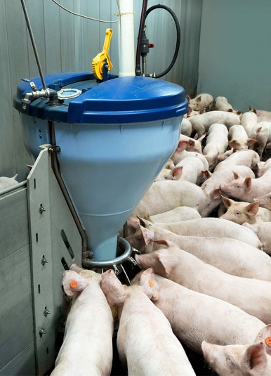 Кормовые автоматы для свиней