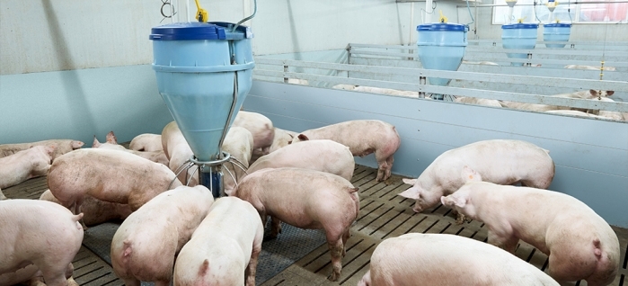 Содержание свиней на откорме