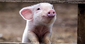 Статьи о свиноводстве
